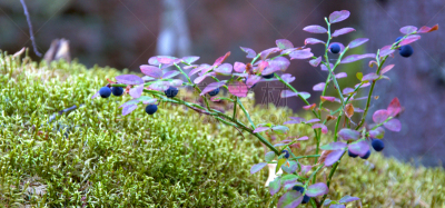 蓝莓,柔和,秋天,苔藓,灌木,日光,森林,绿色,黄昏,照亮