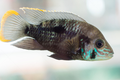 侏儒,禁止的,动物,鱼类,丽体鱼,水,水族馆,高处,黑色,当地著名景点