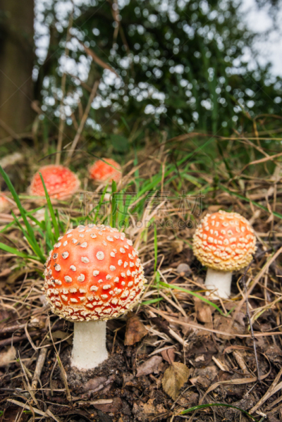 多色的,纽扣,毒蝇菇,自然,垂直画幅,褐色,秋天,无人,有毒生物体,斑点