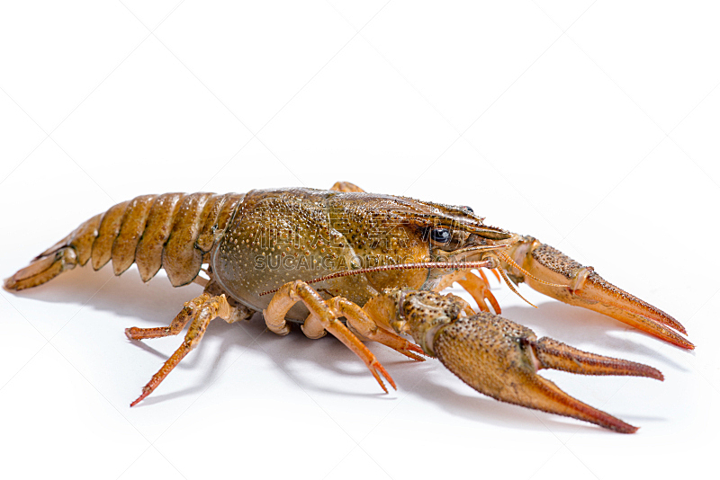 小龙虾,白色背景,分离着色,自然,野生动物,水平画幅,有机食品,巨大的,水下,膳食