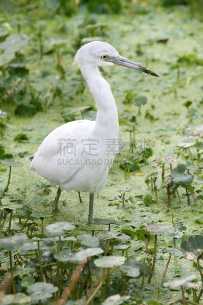 小蓝苍鹭,少年早期,浮萍,蓝色苍鹭,自然,垂直画幅,水,野生动物,白鹭,鸟类
