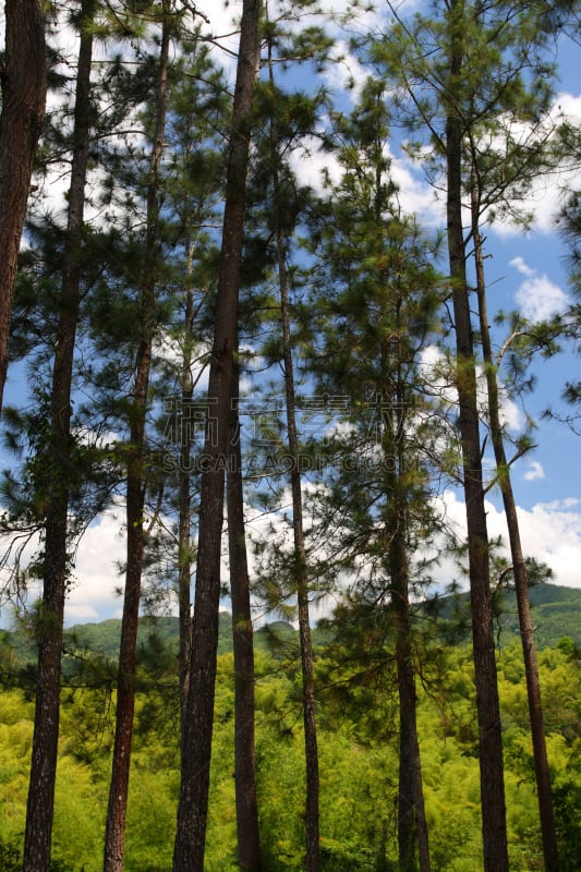 牙买加,克洛伊登市,种植园,牙买加蒙特哥贝湾,垂直画幅,水,天空,美,沙子,无人