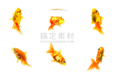 金鱼,寂寞,母球,自然,水平画幅,小的,可爱的,无人,水下,液体