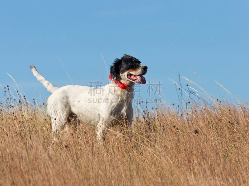 英格兰长毛猎犬,环羽松鸡,狩猎鸟类,赛特种猎狗,猎犬,水平画幅,捕猎行为,无人,波音达猎犬,狗