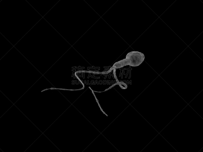 精子,两个人,燕尾服,输精管切除术,人工授精,卵巢,避孕品,水平画幅,生物学,仅婴儿