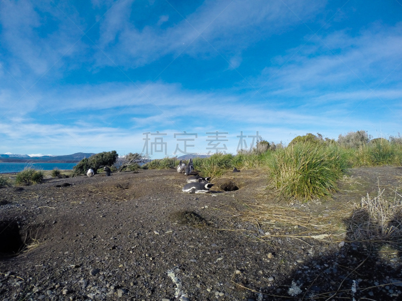阿根廷,麦哲伦海峡企鹅,巴塔哥尼亚,阿根廷乌斯怀亚市,米格鲁海峡,岛,野生动物,水平画幅,无人,生态旅游