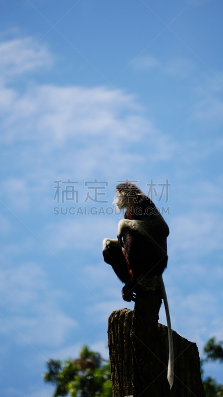 天空,留白,红色,背景,douc langur,商务,垂直画幅,美,新加坡,智慧