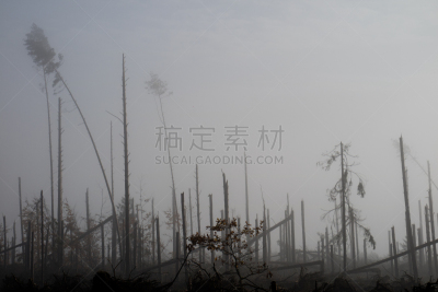 风,暴风雨,坏掉的,森林,强风,长春花属,在上面,巨大的,雾,树