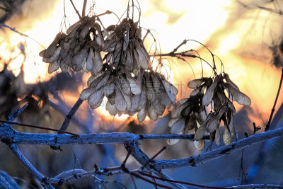 枫树,种子,纹理效果,橙色,熟的,加拿大,背景,户外,纹理,肺叶