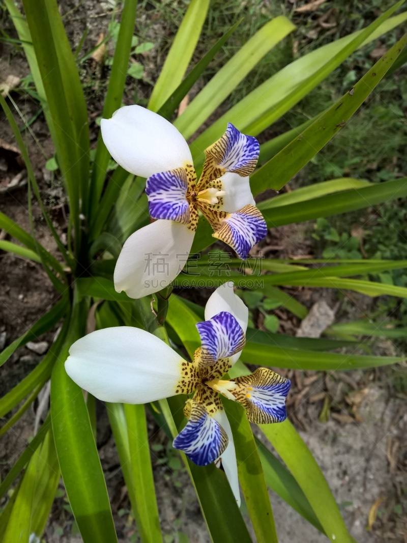 巴西,园林,真菌性口炎,垂直画幅,美,情绪压力,纯净,夏天,特写,虎