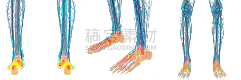 健康保健,三维图形,插画,足部骨骼,胫骨,腓骨,踝,人类骨架,灰色,水平画幅