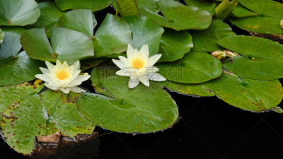 水景花园,深度计,池塘,花园装置,园林,英国,水面,维多利亚女王时代风格,水生动植物,多年生植物