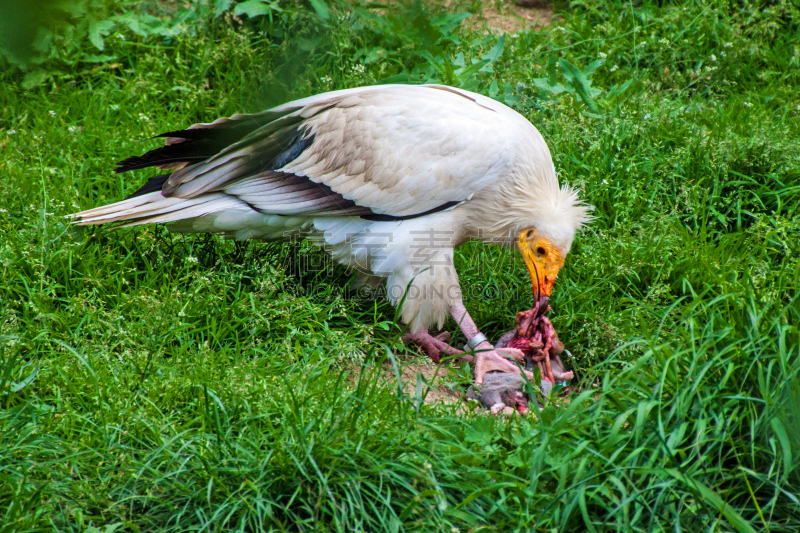 egyptian vulture,残酷的,自然,野生动物,食肉鸟,水平画幅,鸟类,秃鹰,埃及,野外动物