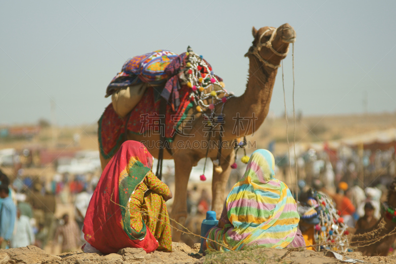 desert festival,骆驼,人,与众不同,塔尔沙漠, 贾沙梅尔,纱丽,水平画幅,哺乳纲,运动