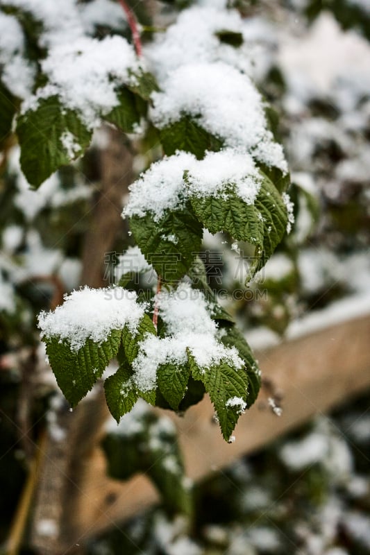 雪,在下面,悬钩子属植物,垂直画幅,新的,船尾波,白色,冬天,植物学,自然界的状态