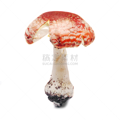 毒蝇菇,红色,真菌,植物,伞形毒菌,无人,有毒生物体,蘑菇,背景分离,摄影
