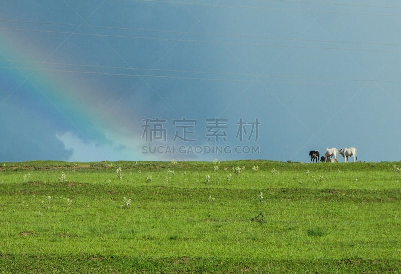 田地,彩虹,在上面,农业,单一栽培,撒下,技术,熟的,农场,植物