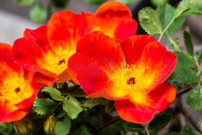 austrian copper,橙色,水平画幅,无人,玫瑰,野玫瑰,户外,野生植物,黄色,科罗拉多州