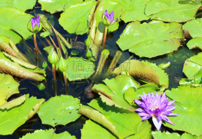池塘,海洋,玫瑰,水景花园,园艺师,水,美,水生植物,水平画幅,睡莲