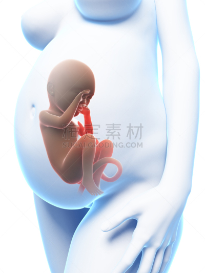 女人,胎盘,胚胎,胎儿,肚脐,产前护理,父母,蓝色,腹腔