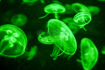 有毒生物体,水母,蛇发女妖,水,未来,艺术,水平画幅,形状,无人,水下