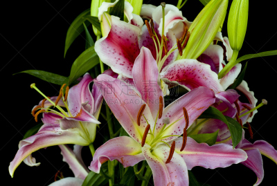 占星百合,黑色背景,分离着色,自然,水平画幅,雄蕊,无人,背景分离,特写,黑色