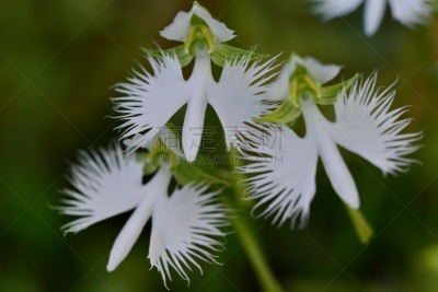 大白鹭,仅一朵花,孔雀兰,陆生兰花,世田谷区,白鹭,兰花,水平画幅,无人,日本
