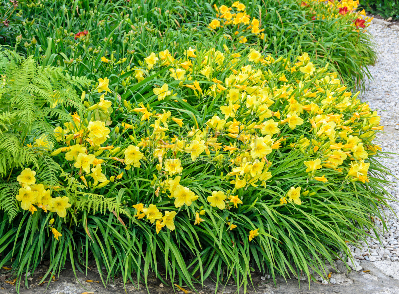 特写,百合花,叶子,绿色,黄色,灌木,美,芳香的,水平画幅,无人