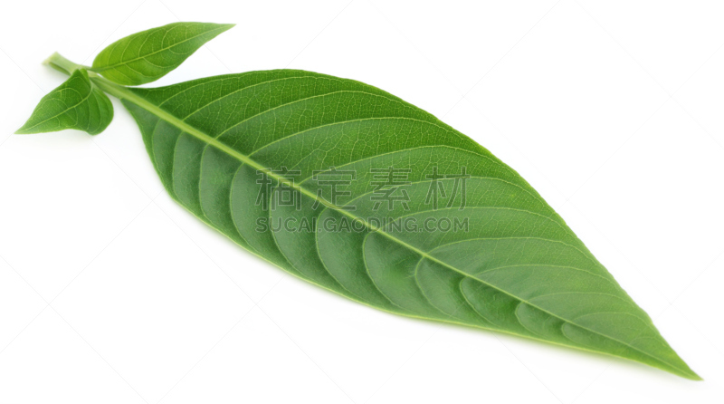 叶子,草药,芳香的,印度草医学,水平画幅,植物,选择,生长,活动,恢复