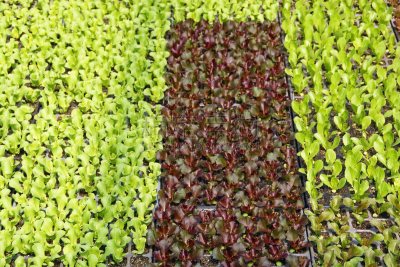 莴苣,秧苗,反差,lollo rosso,比布生菜,奶油生菜,盆栽,水平画幅,素食,无人