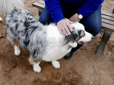 狗,时尚,宠物收养,动物保护,健康,爱尔兰长毛猎犬,阿拉斯加雪橇犬,鼠猎犬,训服,澳大利亚牧羊犬