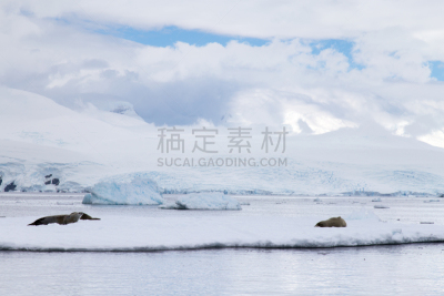 地形,食蟹海豹,南极洲,水,天空,水平画幅,雪,动物身体部位,户外,全球通讯