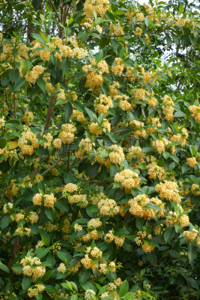 芳香的,黄色,桂花,垂直画幅,景观设计,华丽的,表现积极,枝,植物学,园艺