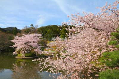 京都府,日本,龙安寺,水,公园,水平画幅,星和园,樱花,无人,户外