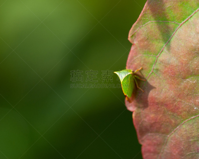 蜱,安氏革蜱,脑炎,吸血动物,螫刺的,螨,自然,野生动物,水平画幅,植物的组成部分