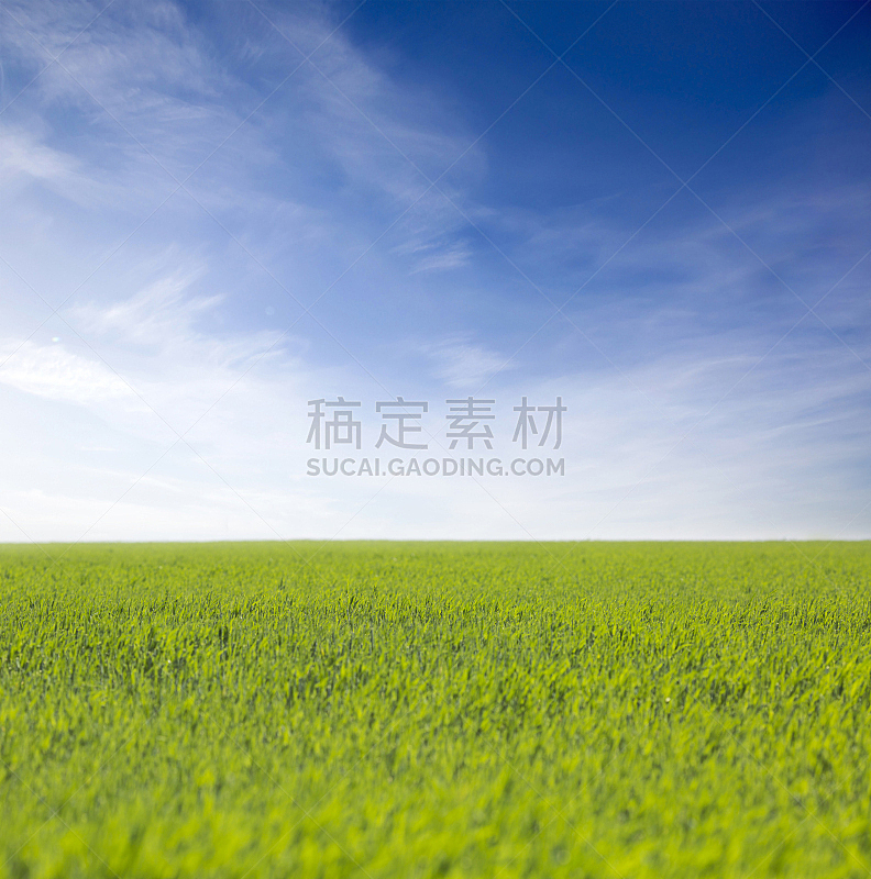 蓝色,草,田地,天空,绿色,自然,垂直画幅,草地,无人,草坪