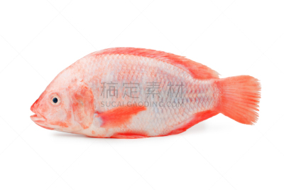 罗非鱼,鱼类,白色背景,红色,分离着色,海产,动物身体部位,野外动物,人的眼睛,白色