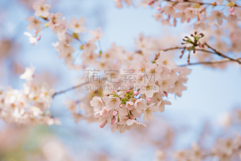 樱花,华盛顿洲大学,西雅图,春天,美国,水平画幅,樱桃,无人,果树,柔和色