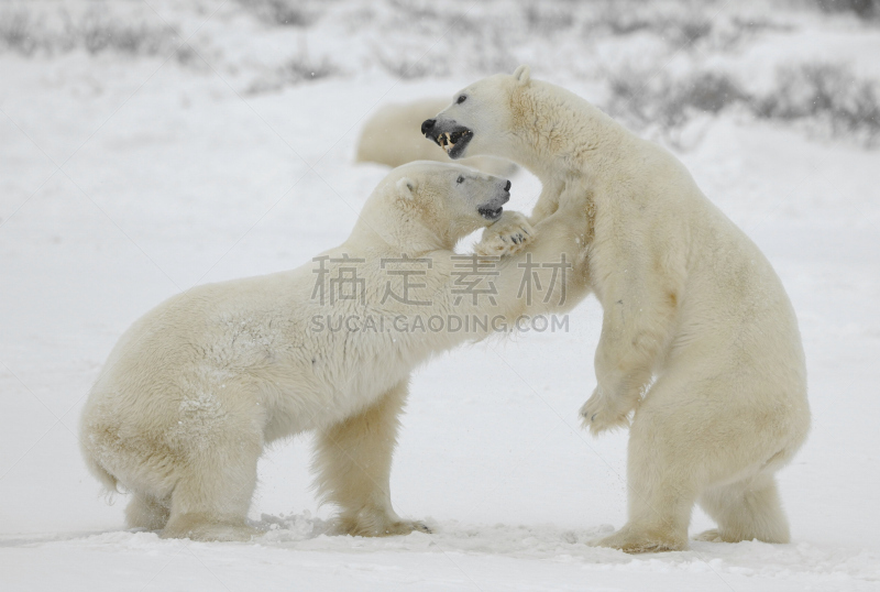 北极熊,气候,水平画幅,马尼托巴湖,雪,巨大的,爪子,两只动物,动物身体部位,残酷的