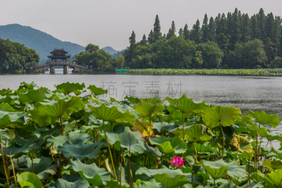 西湖,杭州,亚洲睡莲,水,荷花,水平画幅,山,无人,当地著名景点,夏天