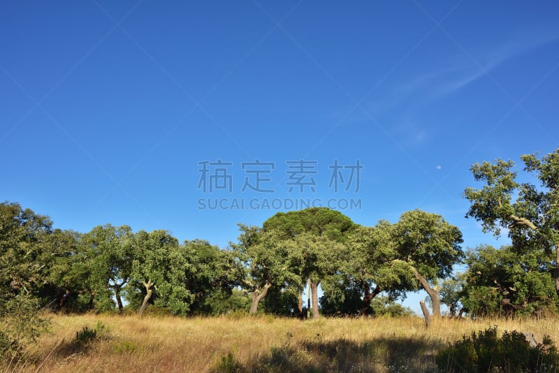 葡萄牙,橡树,科克郡,黄色石帆海扇,cork tree,阿连特茹,橡树林地,常绿植物,天空,水平画幅