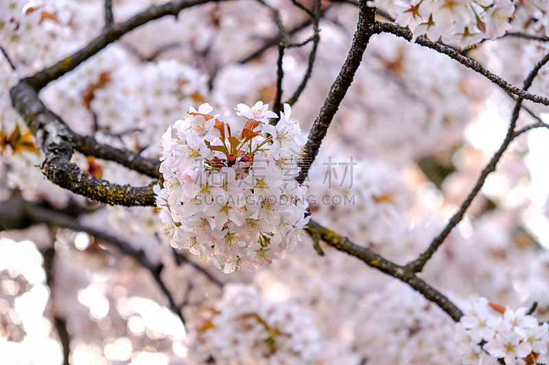 上野区 上野区图片 上野区素材下载 稿定素材