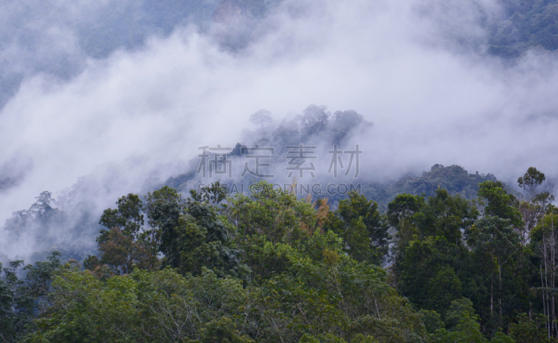 婆罗洲岛,京那峇鲁山,雾,森林,背景,诗巴丹岛,哥打基纳巴卢,沙巴州,树冠,水平画幅