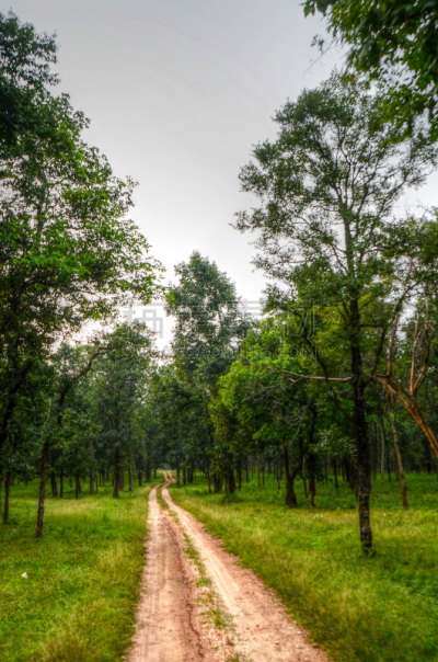 Forest trail
