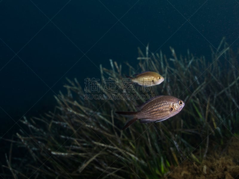 雀鲷,圣诞球,鳃鱼,超轻型飞机,地中海游泳锦标赛,厄尔巴岛,海草,整体情况,伊特鲁里亚海,手电筒