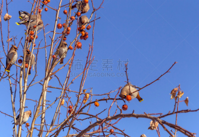 连雀,苹果树,水平画幅,无人,鸟类,明亮,冻结的,反差,俄罗斯,苹果