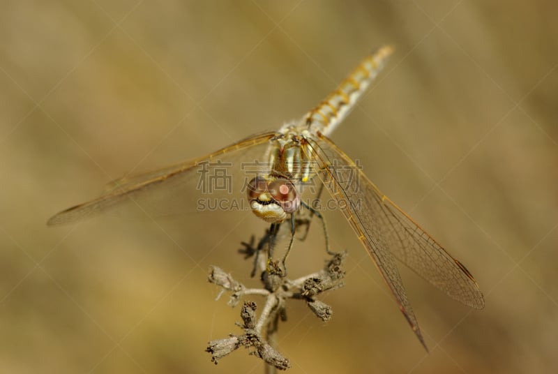 蜻蜓,水平画幅,无人,野外动物,加利福尼亚,特写,帕萨迪纳,彩色图片,大特写,蜻蜓目