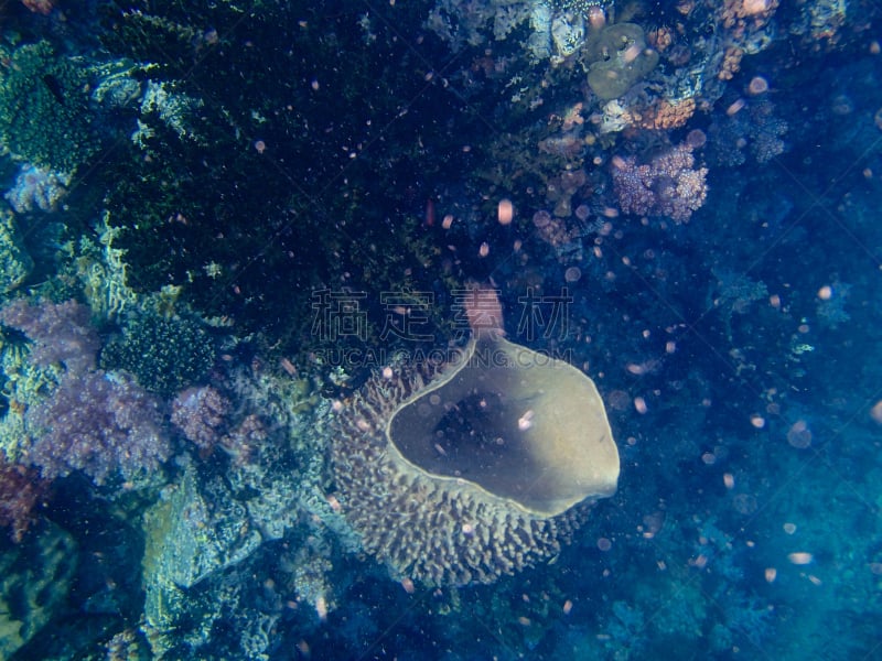 礁石,多色的,自然美,鳞鲀,印度音乐,泰坦星,玳瑁,深度标志器,热带音乐,珊瑚色