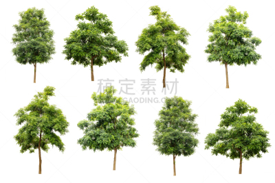 古老的,热带树,分离着色,建筑,白色背景,式样,西班牙栓皮栎 ,梓木,巨红杉树,自然