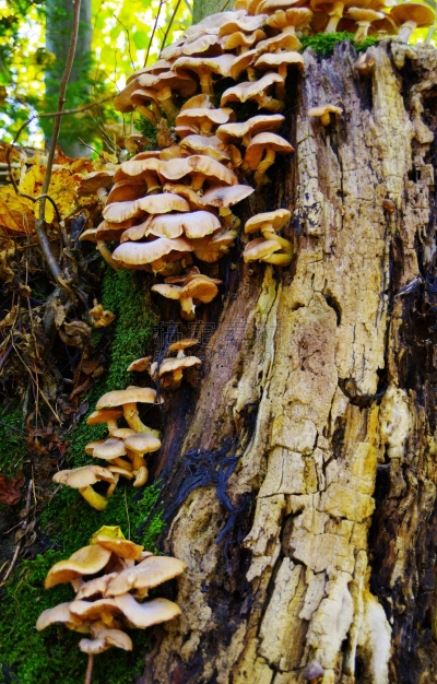 自然,垂直画幅,植物形态,生物,无人,真菌学,真核生物,户外,生物学,特写